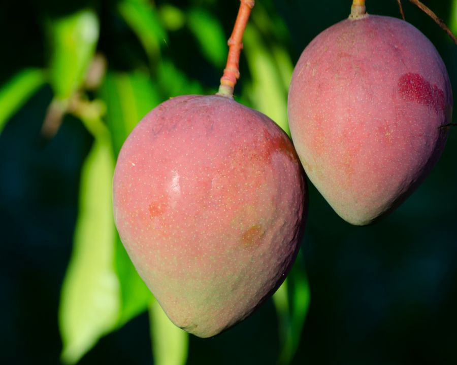 Fresh Fruits