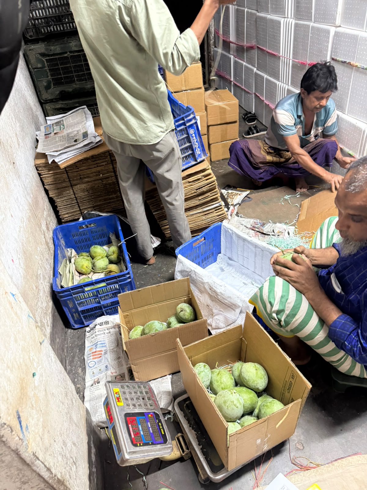Workers grading and wrapping fresh green mango for export