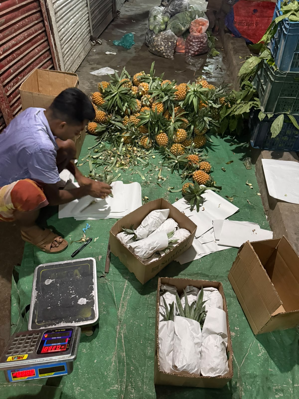 Fresh pineapple hand-wrapped in paper and packed into cartons